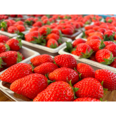 入間市産3種の完熟いちごの「甘酒」200ml×6本セット 砂糖不使用・ノンアルコール