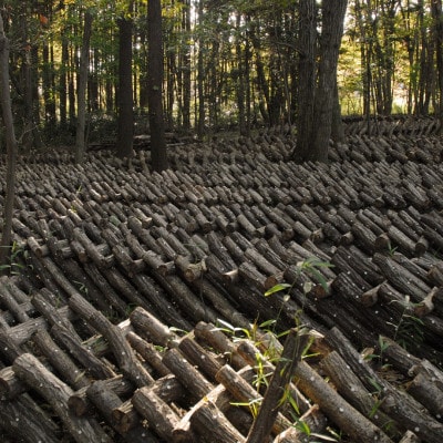 貫井園の原木干し椎茸　50g×3パック　肉厚どんこ