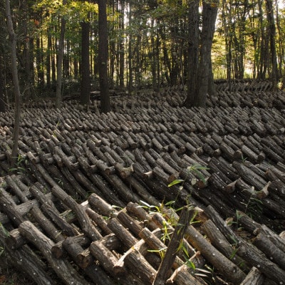 貫井園の原木生しいたけ　約800g【配送不可地域：離島】