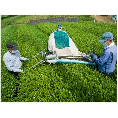 一煎パック入り 狭山茶ティーバッグ「霞川 ほうじ茶」