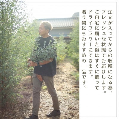 【ユーカリ農家が束ねる】摘みたてユーカリスワッグ