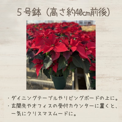 日本の第一人者が育てるポインセチア5号