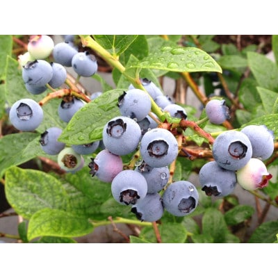 ブルーベリー生果実 1.6kg【配送不可地域：離島】