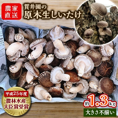 【訳あり】生産者直送! 貫井園の原木生しいたけ サイズおまかせ　約1.3kg【配送不可地域：離島】