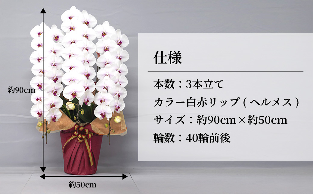 胡蝶蘭 白色赤リップ 大輪 3本立て 白色赤リップ