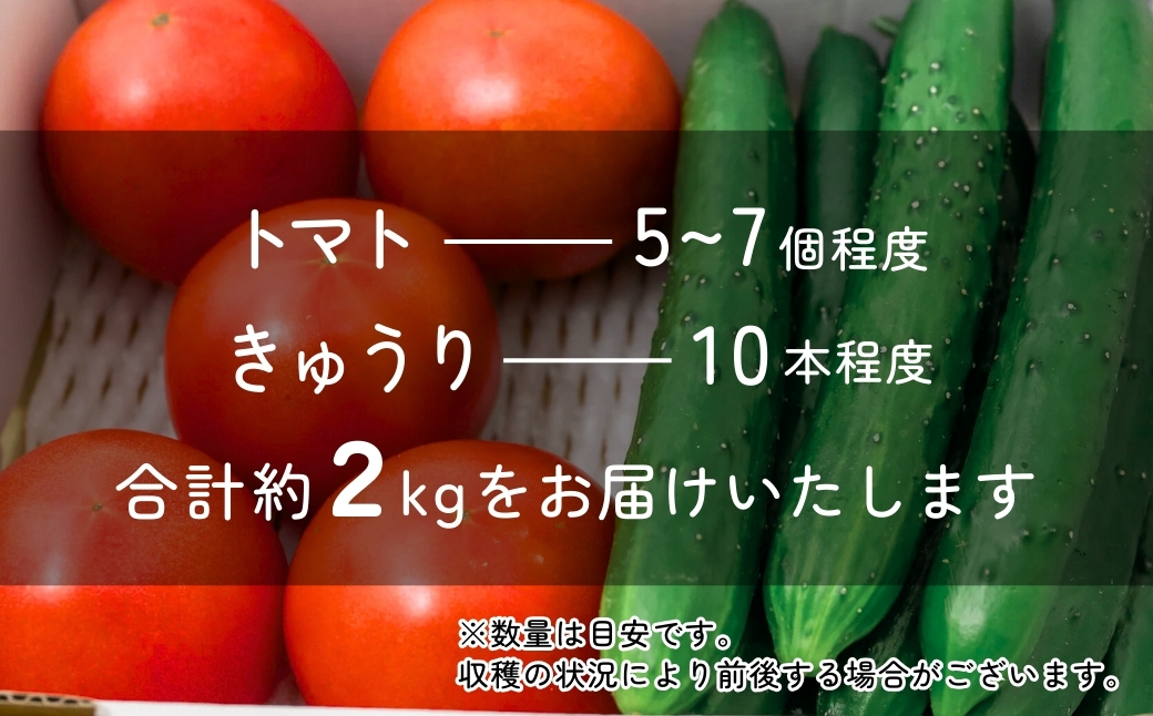 トマト きゅうりセット 計約2kg