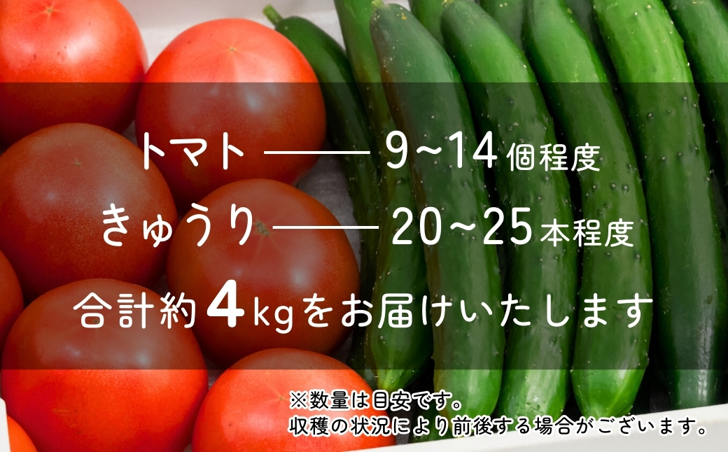 トマト きゅうりセット 計約4kg