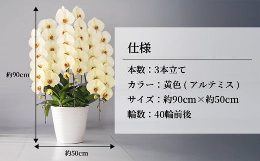 【先行予約】胡蝶蘭 黄色 アルテミス 大輪 3本立て | 花 お花 大輪胡蝶蘭 こちょうらん コチョウラン 蘭 洋蘭 花 贈答 開店祝い ギフト 贈り物 プレゼント 御祝 お祝い 開業祝い 新築祝い 引越し祝い 結婚祝い 出産祝い 内祝い 昇進祝い 誕生日 結婚記念日 記念日 母の日 父の日 敬老の日 お中元 お歳暮 仏事 国分寺洋蘭園 埼玉県 北本市 黄色 胡蝶蘭 黄色 アルテミス