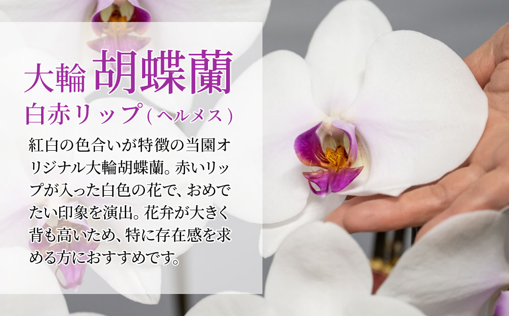 胡蝶蘭 白色赤リップ 大輪 3本立て 白色赤リップ
