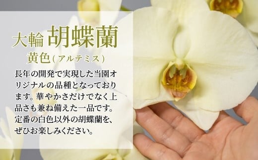 【先行予約】胡蝶蘭 黄色 アルテミス 大輪 3本立て | 花 お花 大輪胡蝶蘭 こちょうらん コチョウラン 蘭 洋蘭 花 贈答 開店祝い ギフト 贈り物 プレゼント 御祝 お祝い 開業祝い 新築祝い 引越し祝い 結婚祝い 出産祝い 内祝い 昇進祝い 誕生日 結婚記念日 記念日 母の日 父の日 敬老の日 お中元 お歳暮 仏事 国分寺洋蘭園 埼玉県 北本市 黄色 胡蝶蘭 黄色 アルテミス