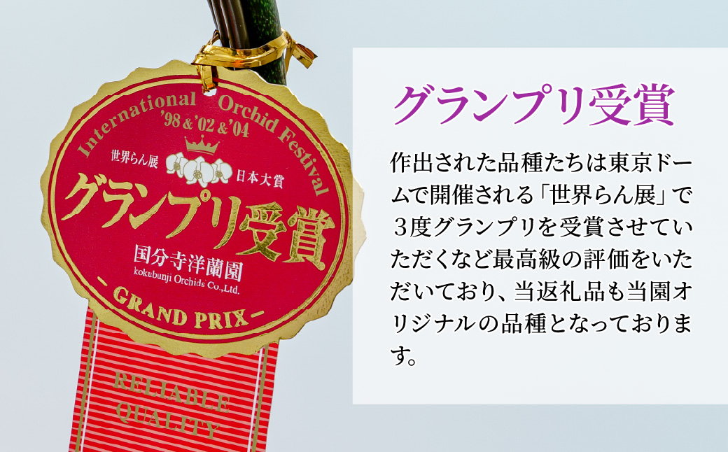 胡蝶蘭 白色赤リップ 大輪 3本立て 白色赤リップ