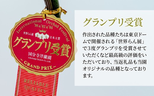 【先行予約】胡蝶蘭 黄色 アルテミス 大輪 3本立て | 花 お花 大輪胡蝶蘭 こちょうらん コチョウラン 蘭 洋蘭 花 贈答 開店祝い ギフト 贈り物 プレゼント 御祝 お祝い 開業祝い 新築祝い 引越し祝い 結婚祝い 出産祝い 内祝い 昇進祝い 誕生日 結婚記念日 記念日 母の日 父の日 敬老の日 お中元 お歳暮 仏事 国分寺洋蘭園 埼玉県 北本市 黄色 胡蝶蘭 黄色 アルテミス
