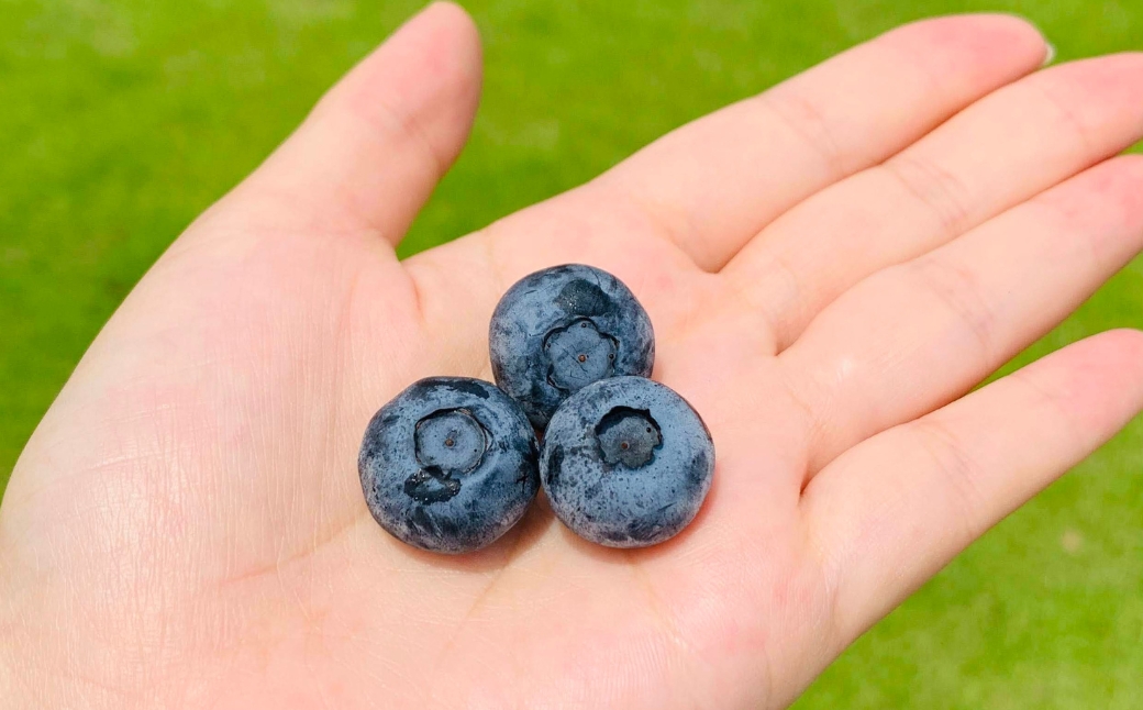 ブルーベリー 冷凍 2袋 (500g✕2) 計 1kg