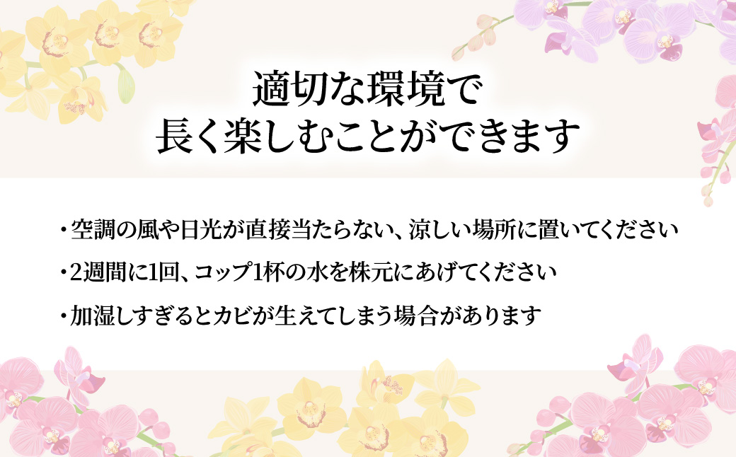 胡蝶蘭 白色赤リップ 大輪 3本立て 白色赤リップ
