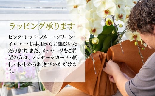 【先行予約】胡蝶蘭 黄色 アルテミス 大輪 3本立て | 花 お花 大輪胡蝶蘭 こちょうらん コチョウラン 蘭 洋蘭 花 贈答 開店祝い ギフト 贈り物 プレゼント 御祝 お祝い 開業祝い 新築祝い 引越し祝い 結婚祝い 出産祝い 内祝い 昇進祝い 誕生日 結婚記念日 記念日 母の日 父の日 敬老の日 お中元 お歳暮 仏事 国分寺洋蘭園 埼玉県 北本市 黄色 胡蝶蘭 黄色 アルテミス