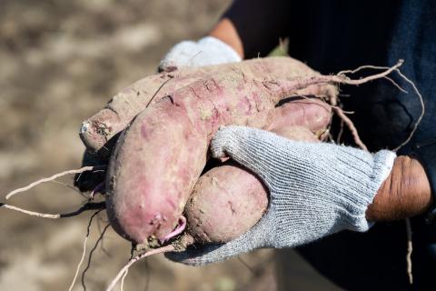江戸時代から続く北本のサツマイモ 3kg【さつまいも さつま芋 紅はるか 甘い スイーツ 農家 農福連携 きふと】