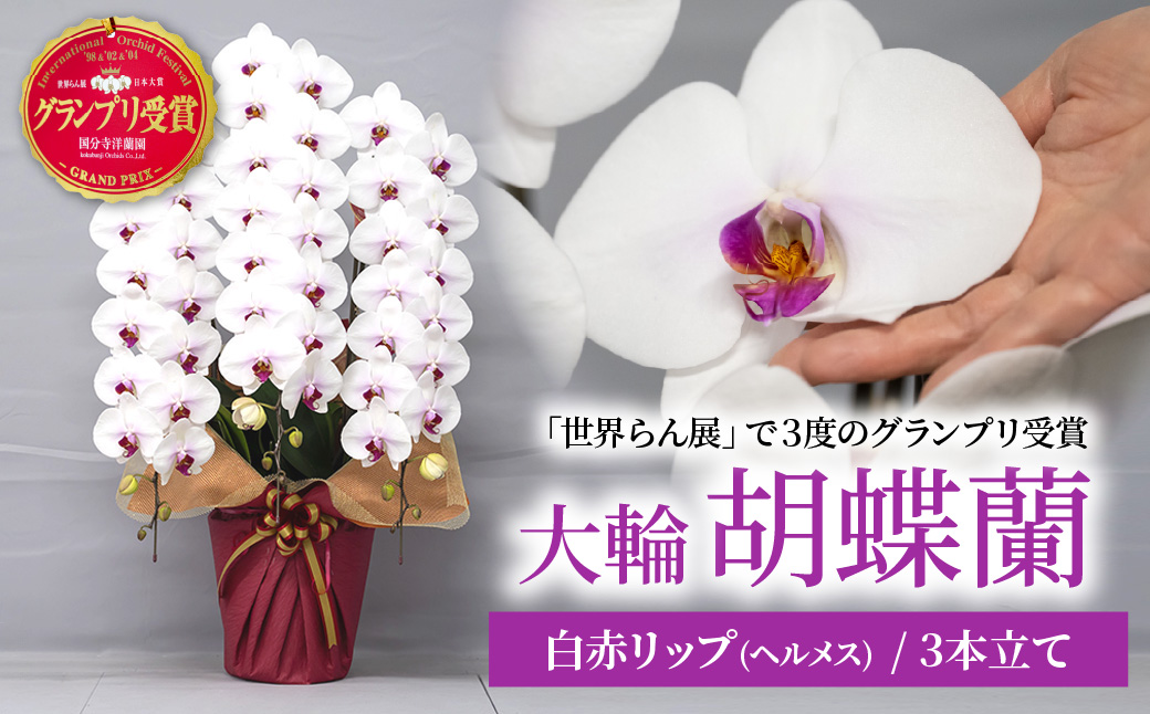 胡蝶蘭 白色赤リップ 大輪 3本立て 白色赤リップ