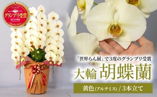 【先行予約】胡蝶蘭 黄色 アルテミス 大輪 3本立て | 花 お花 大輪胡蝶蘭 こちょうらん コチョウラン 蘭 洋蘭 花 贈答 開店祝い ギフト 贈り物 プレゼント 御祝 お祝い 開業祝い 新築祝い 引越し祝い 結婚祝い 出産祝い 内祝い 昇進祝い 誕生日 結婚記念日 記念日 母の日 父の日 敬老の日 お中元 お歳暮 仏事 国分寺洋蘭園 埼玉県 北本市 黄色 胡蝶蘭 黄色 アルテミス