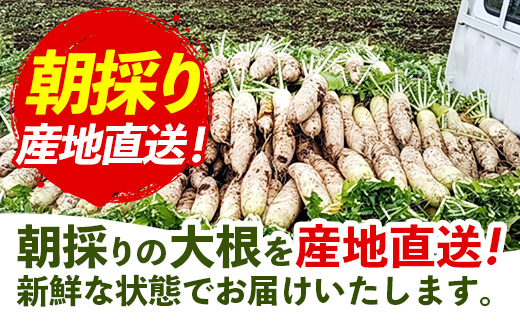 【きあり農園】幸手市産 大根 10kg - 朝採れ ダイコン だいこん 産地直送 野菜 ベジタブル 美味しい おいしい 冬野菜 煮物 鍋 おでん おすすめ 送料無料 埼玉県 幸手市