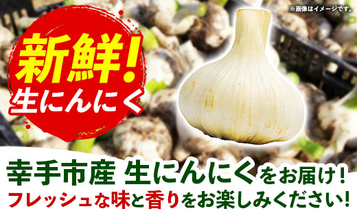 【きあり農園】2026年度 幸手市産 にんにく 1kg - 採れたて ニンニク ガーリック 産地直送 野菜 ベジタブル 美味しい おいしい 根菜 スタミナ 大蒜 生にんにく 国産 おすすめ 送料無料 埼玉県 幸手市
