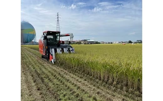 【令和7年産】有機肥料 100％ 埼玉県幸手市産特別栽培コシヒカリ 精米 5kg - 2025年10月1週目より順次発送 新米発送 コシヒカリ こしひかり 米 精米 5kg 有機肥料 特別栽培米 幸手市産 埼玉県 幸手市