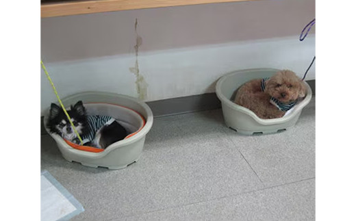 「愛犬の宿」ペットホテル宿泊利用券 - チケット ペットホテル 宿泊券 割引券 預かりサービス 愛犬 犬 Dog Runs Well ドッグランズウェル 埼玉県 幸手市