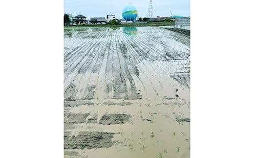 【令和7年産】有機肥料100％ 埼玉県幸手市産特別栽培コシヒカリ 玄米10kg - 2025年10月1週目より順次発送 新米発送 コシヒカリ こしひかり 米 玄米 10kg 有機肥料 特別栽培幸手市産 埼玉県 幸手市