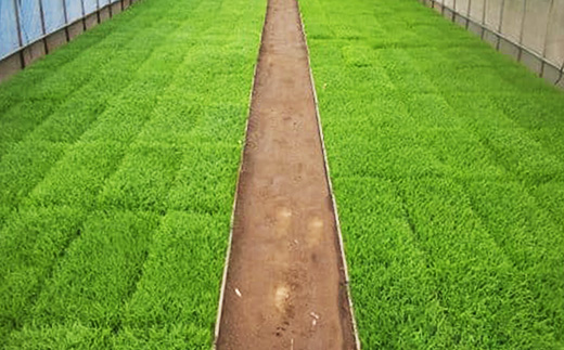 【令和7年産米】幻のお米 日本一美味 と言われた 白目米 5kg - お米 白米 精米 御納米 ごはん 甘み カレー ピラフ 安心 安全 おすすめ 送料無料 埼玉県 幸手市