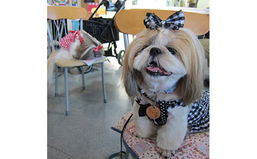 ”愛犬と伴にお食事” 「Dog Runs Well・ドッグパーク幸手店舗」お食事券 - チケット お食事券 カフェ 食事 ドッグカフェ ドッグラン 愛犬  犬 犬用おやつ おやつ Dog Runs Well ドッグランズウェル 埼玉県 幸手市