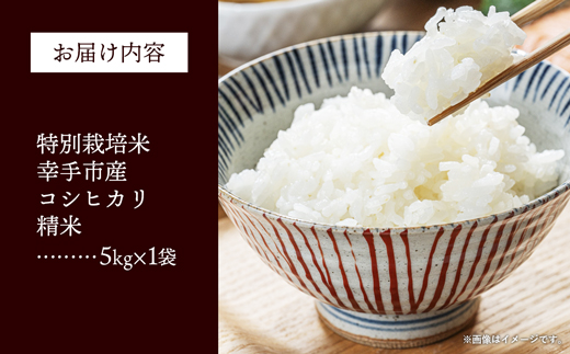 【令和7年産】無農薬・無化学肥料栽培 埼玉県幸手市産特別栽培コシヒカリ 「幸ヒカリ」精米5kg - 新米発送 コシヒカリ こしひかり 米 精米 5kg 特別栽培米 幸手市産 埼玉県 幸手市