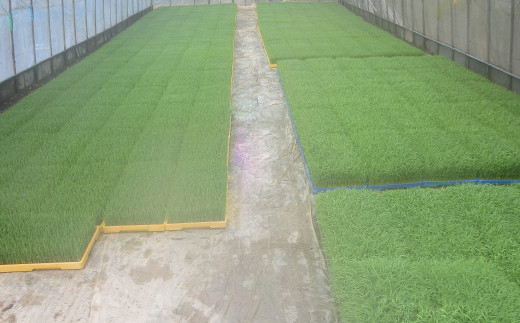 【令和7年産米】食味Aランク継続中の銘柄 彩のきずな 精米10kg - お米 白米 ごはん 銘柄 減農薬 おすすめ 送料無料 埼玉県 幸手市