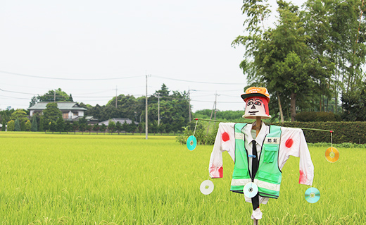 【令和7年産米】幻のお米 日本一美味 と言われた 白目米 5kg - お米 白米 精米 御納米 ごはん 甘み カレー ピラフ 安心 安全 おすすめ 送料無料 埼玉県 幸手市