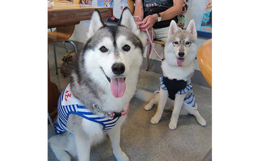 ”愛犬と伴にお食事” 「Dog Runs Well・ドッグパーク幸手店舗」お食事券 - チケット お食事券 カフェ 食事 ドッグカフェ ドッグラン 愛犬  犬 犬用おやつ おやつ Dog Runs Well ドッグランズウェル 埼玉県 幸手市