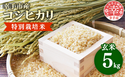 【令和7年産】有機肥料 100％ 埼玉県幸手市産特別栽培コシヒカリ 玄米 5kg - 2025年10月1週目より順次発送 新米発送 コシヒカリ こしひかり 米 玄米 5kg 有機肥料 特別栽培幸手市産 埼玉県 幸手市