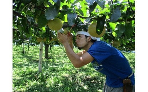 【2026年発送分 先行予約】100年の歴史！！　アライファームの「朝もぎ梨」幸水・豊水・あきづき 約5kg　【11246-0353】