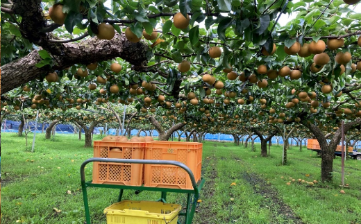 【2026年発送分 先行予約】加藤梨園の美味しい梨　約5kg　幸水・豊水・あきづき　【11246-0354】