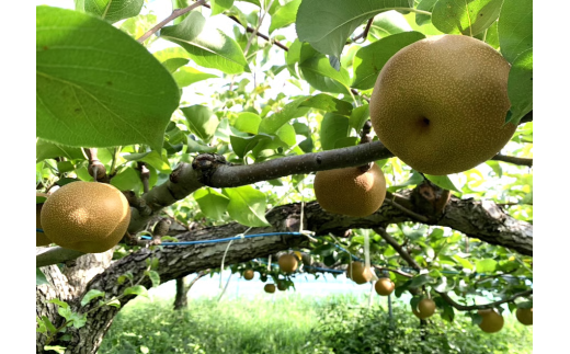 【2026年発送分 先行予約】アルファイノベーション株式会社　あきづき　3kg 6~8玉【11246-0366】