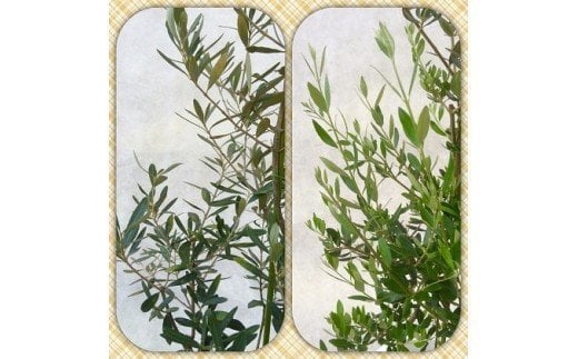 プロが選ぶ観葉植物～平和のシンボル　オリーブ～　8号鉢　【11246-0029】