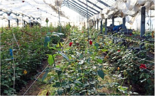 【約20本】生産者直送　有機栽培で育った朝切りバラの花束　【11246-0045】 約20本