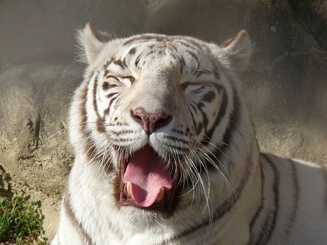 東武動物公園【入園券＋のりもの券10枚綴り（ペア）】　【11246-0237】