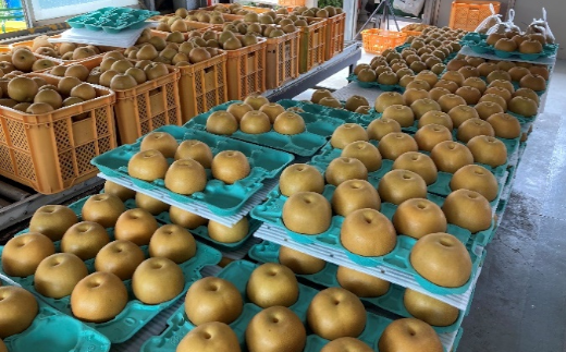 【2026年発送分 先行予約】加藤梨園の美味しい梨　約5kg　幸水・豊水・あきづき　【11246-0354】