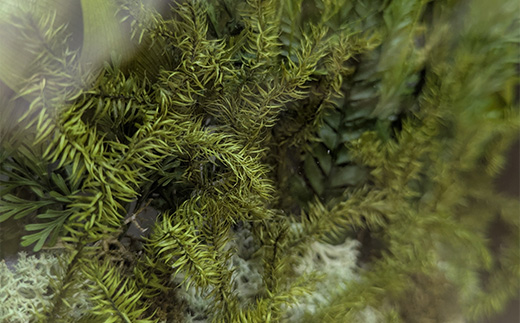 「森のフレーム」（プリザーブドリーフのフレームアレンジ）　【11246-0363】