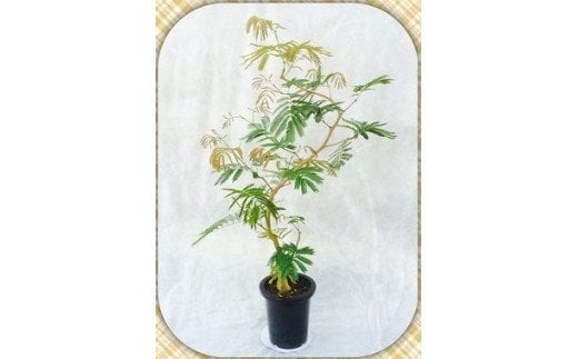 プロが選ぶ観葉植物～曲りシリーズ　8号鉢　【11246-0028】