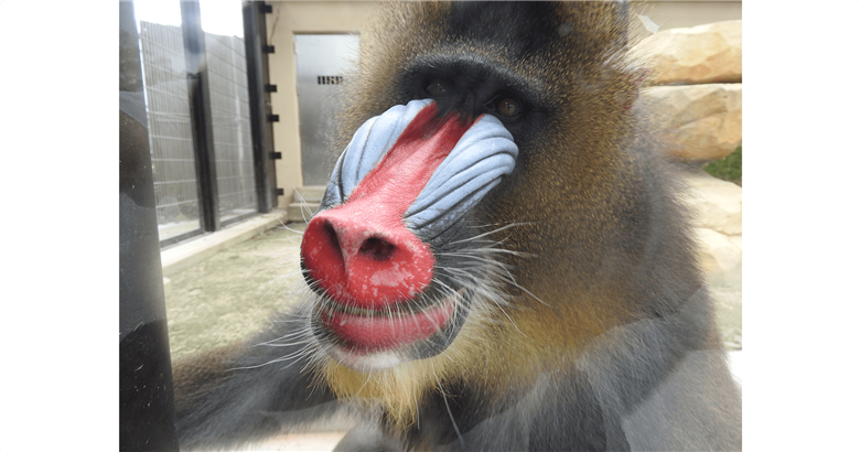 東武動物公園【入園券＋アトラクションパス（ペア）】　【11246-0238】