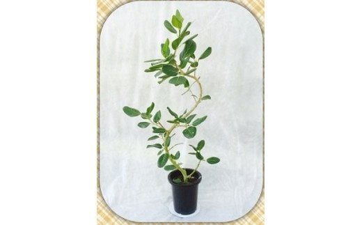 プロが選ぶ観葉植物～曲りシリーズ　8号鉢　【11246-0028】