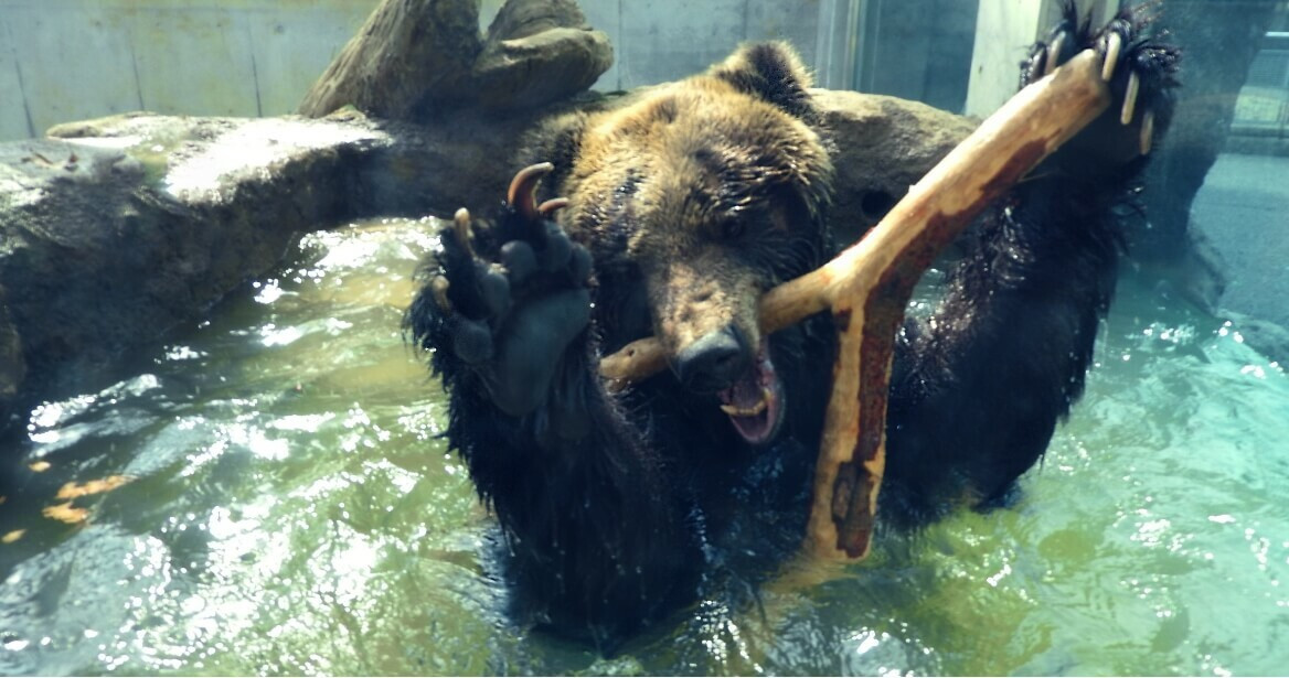 東武動物公園【入園券（ペア）】【11246-0236】