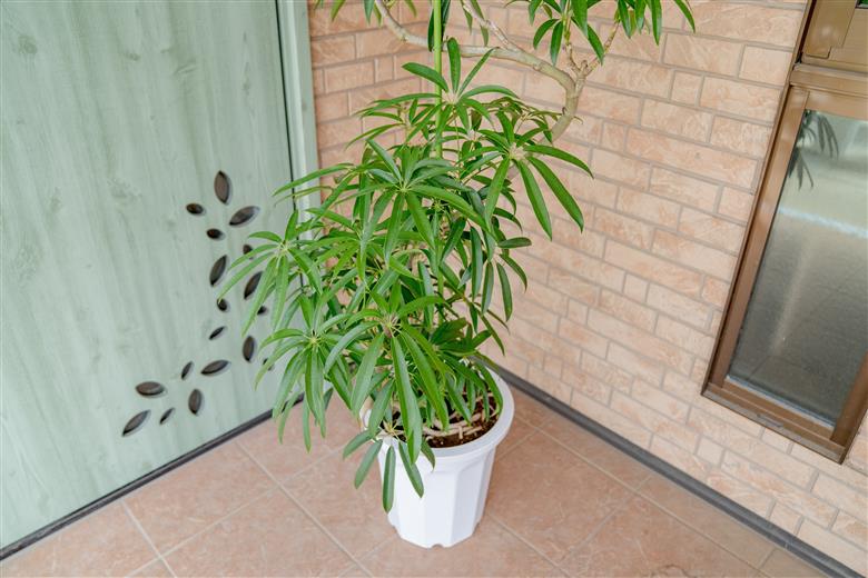 【プロが選ぶ観葉植物オリジナル曲りシリーズ10号】アンガスティフォリア　【11246-0224】