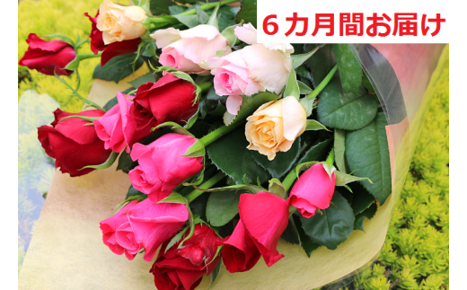 【約15本×6カ月】生産者直送　有機栽培で育った朝切りバラの花束　花の定期便　【11246-0338】 約15本×6カ月