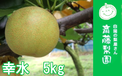 【2026年発送分 先行予約】  白岡・下野田 斎藤さんちの美味しい梨 幸水　約5kg　【11246-0360】