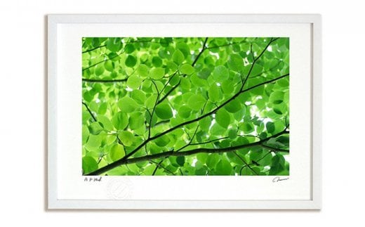 絵画のような質感《アートフォト》初夏の木漏れ日（2012）　【11246-0016】 初夏の木漏れ日 Mサイズ